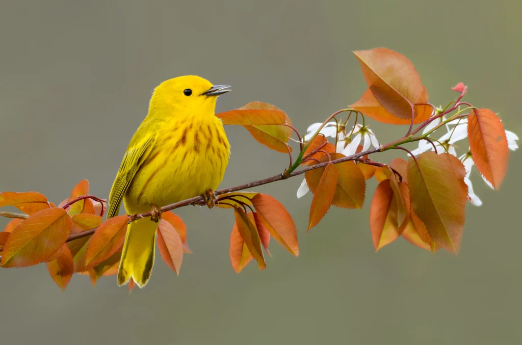 Northern Yellow Warbler. Photo by FotoRequest, Shutterstock.