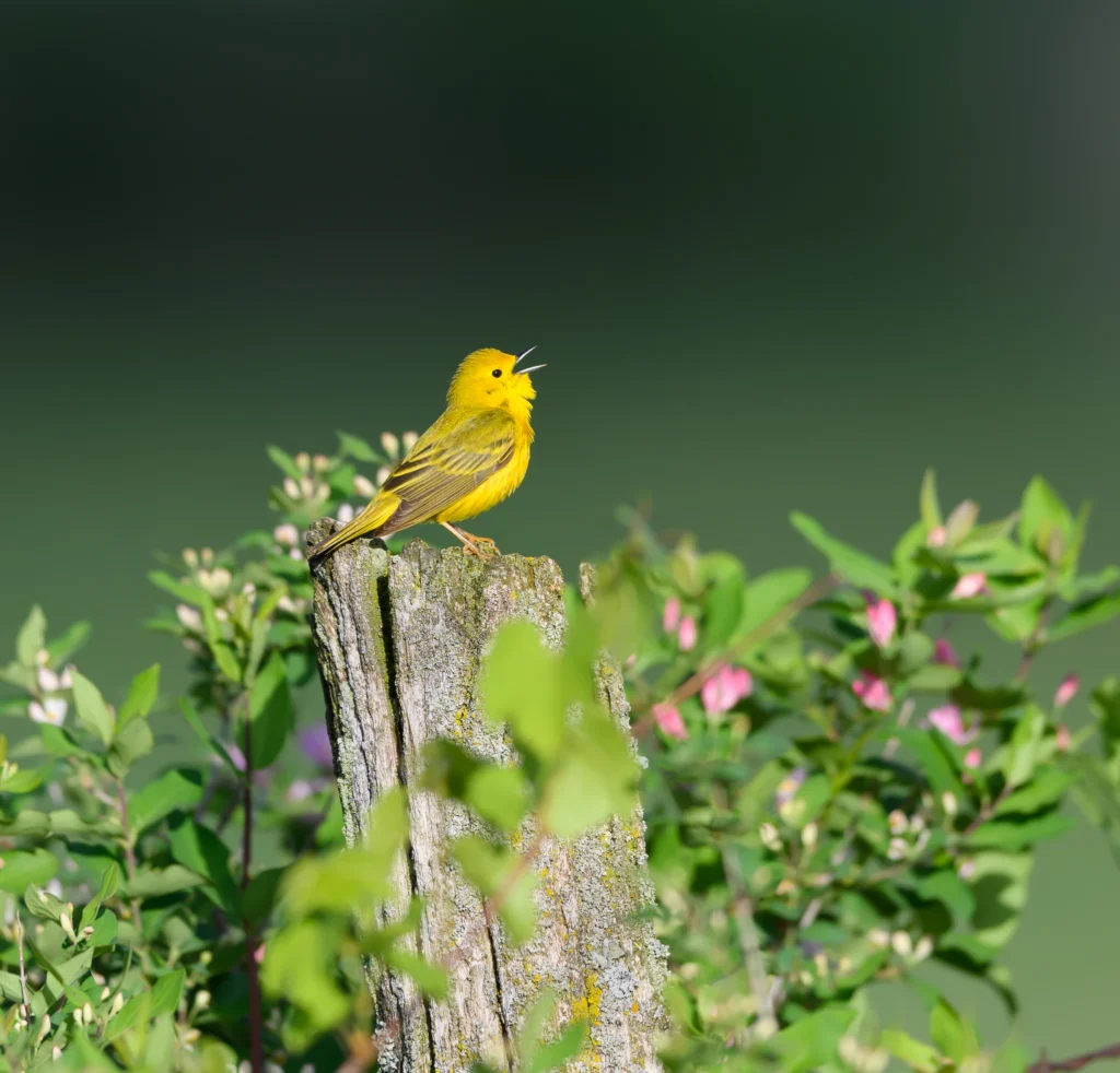 Northern Yellow Warbler singing. Photo by FotoRequest, Shutterstock.