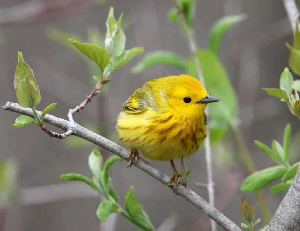 Northern Yellow Warbler. Photo by Michael J. Parr.