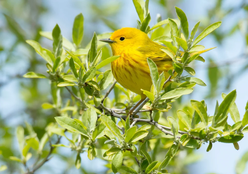 Northern Yellow Warbler. Photo by Paul Reeves Photography, Shutterstock.