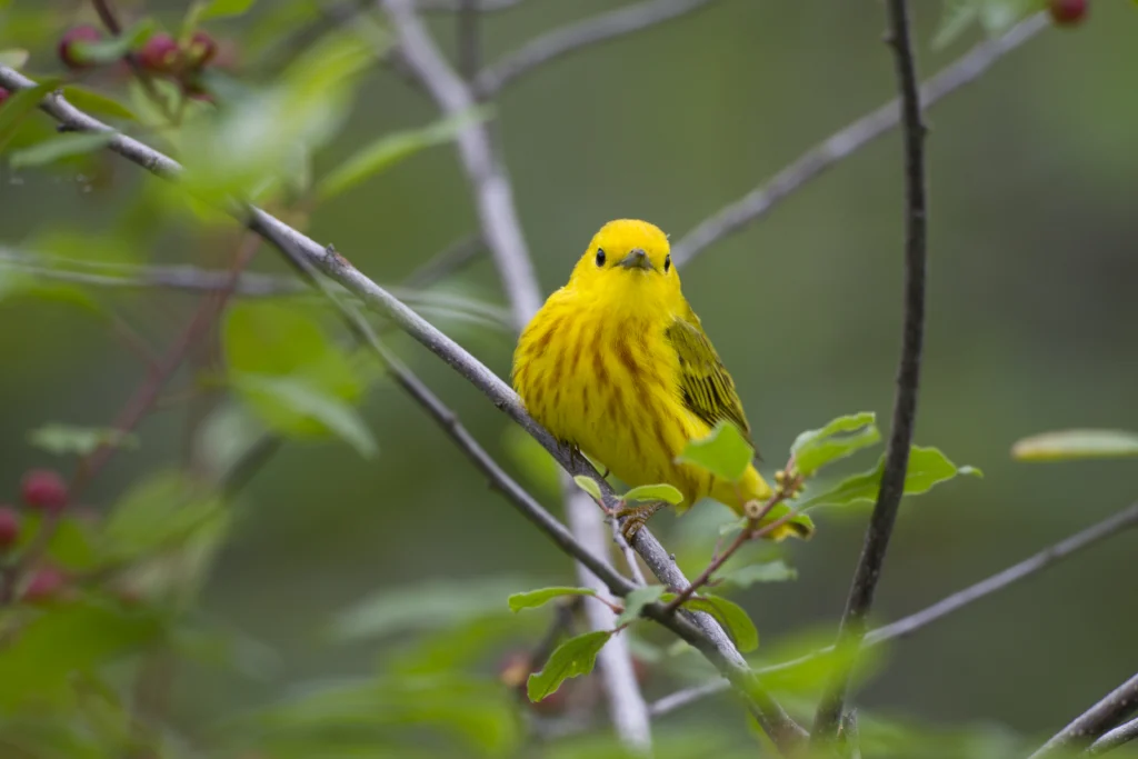 Northern Yellow Warbler, Northern subspecies, male in breeding plumage on its breeding territory in Sterling Forest State Park, New York.