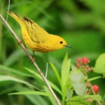 Northern Yellow Warbler. Photo by Tessa Nickels.