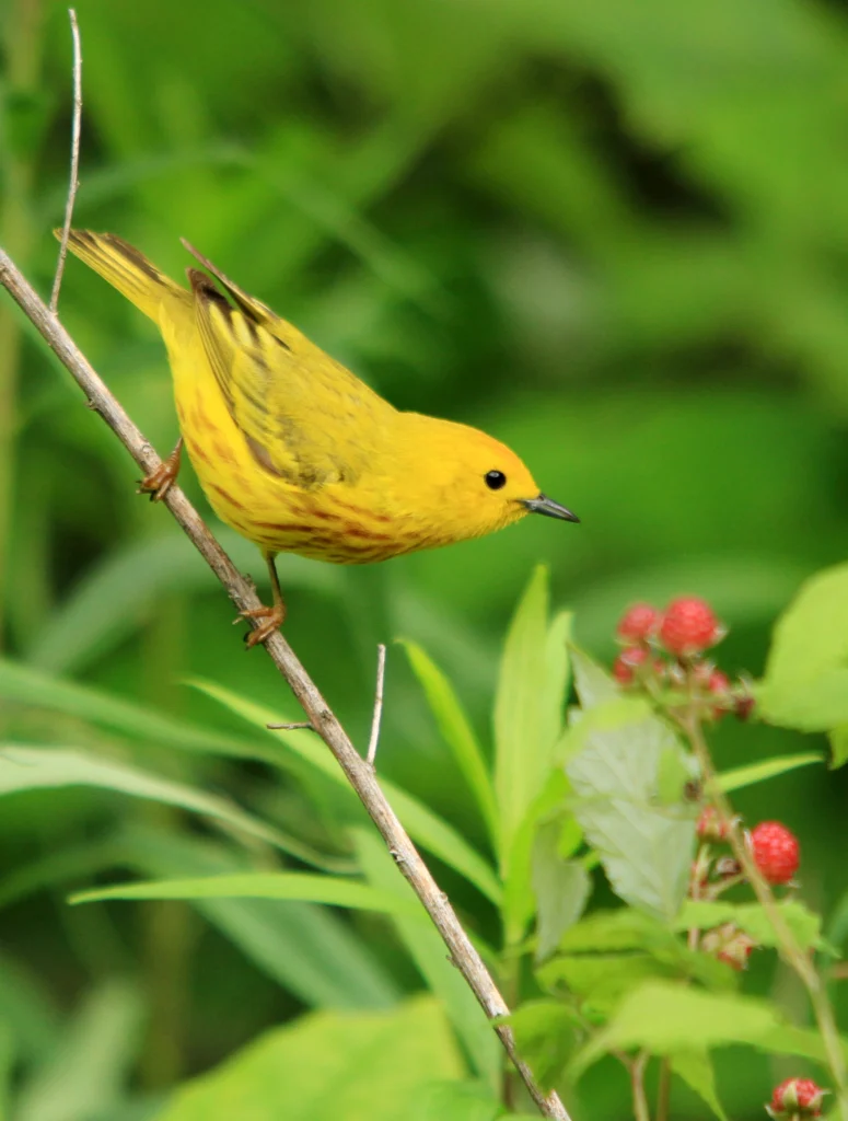 Yellow Warbler. Photo by Tessa Nickels.