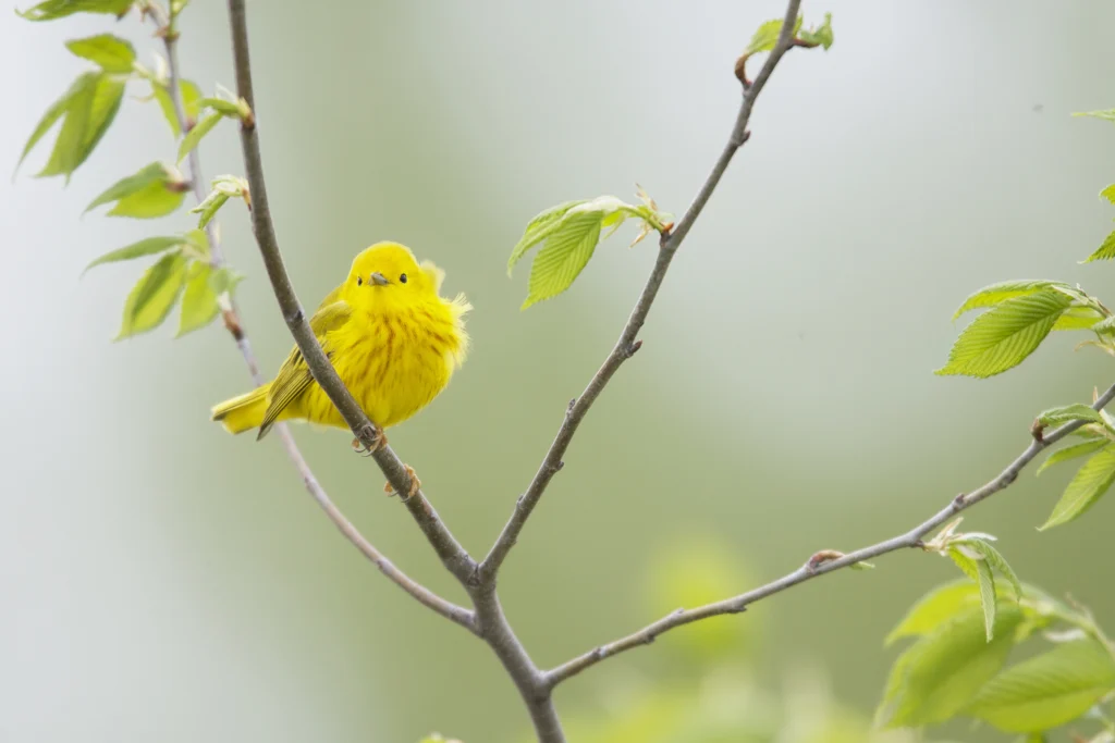 Northern Yellow Warbler (Setophaga petechia aestiva), Northern subspecies, male in breeding plumage on it's breeding territory in Point Pelee National Park, Ontario, Canada.