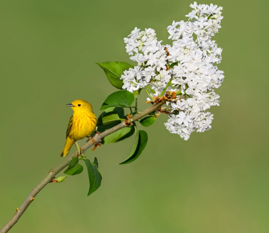 Northern Yellow Warbler on White Lilac Branch in Spring on Green Background