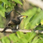 A Yellow-billed Cuckoo with an insect. Photo by Andrew Weitzel.