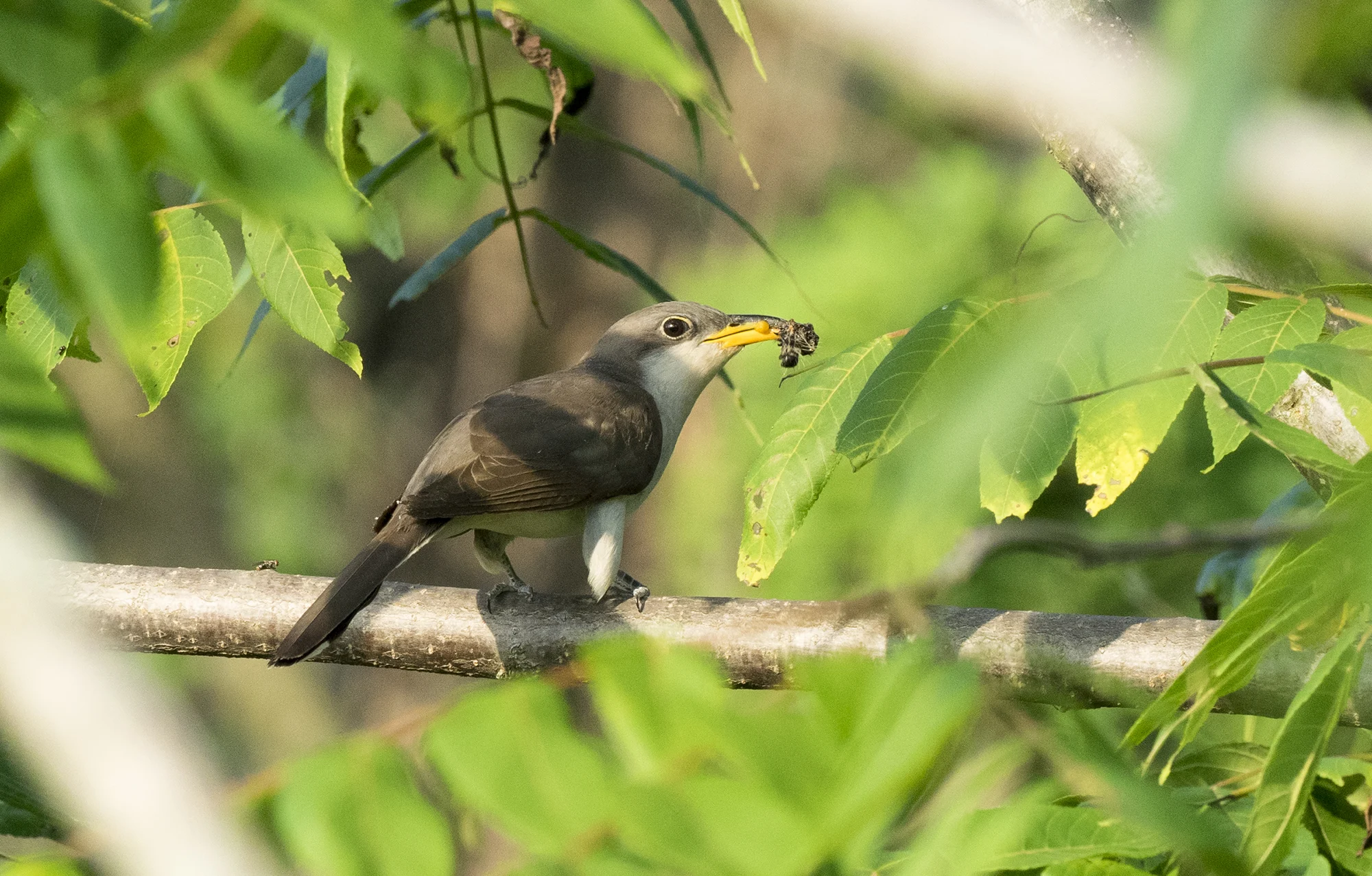 A Yellow-billed Cuckoo with an insect. Photo by Andrew Weitzel.