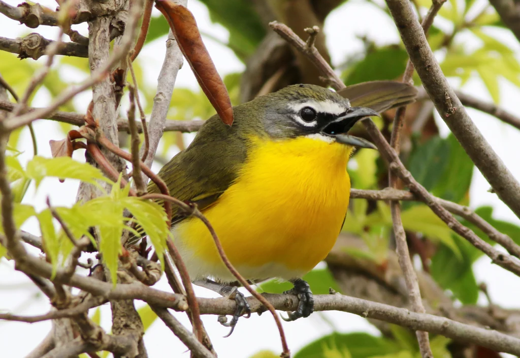 Yellow-breasted Chat. Photo by Michael J. Parr.