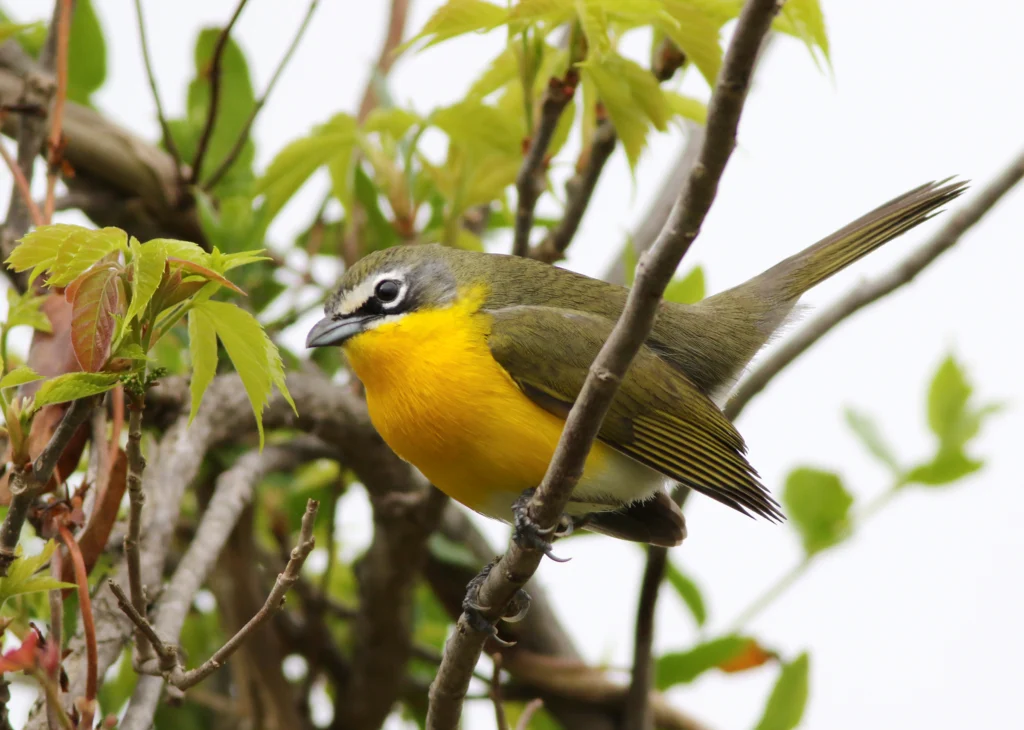 Yellow-breasted Chat. Photo by Michael J. Parr.