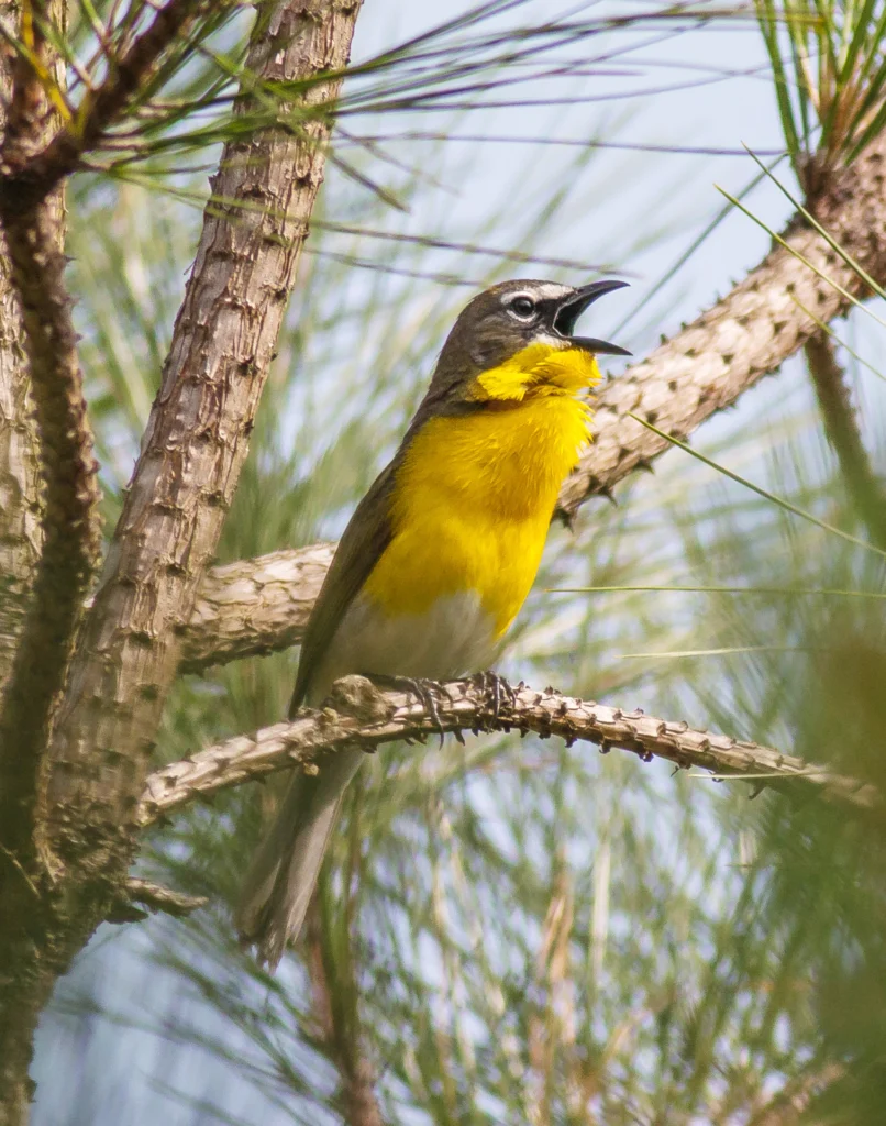 Yellow-breasted Chat. Photo by Karl Krueger.