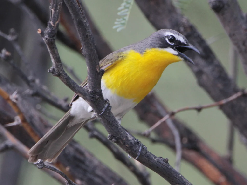 Yellow-breasted Chat. Photo by Larry Thompson.