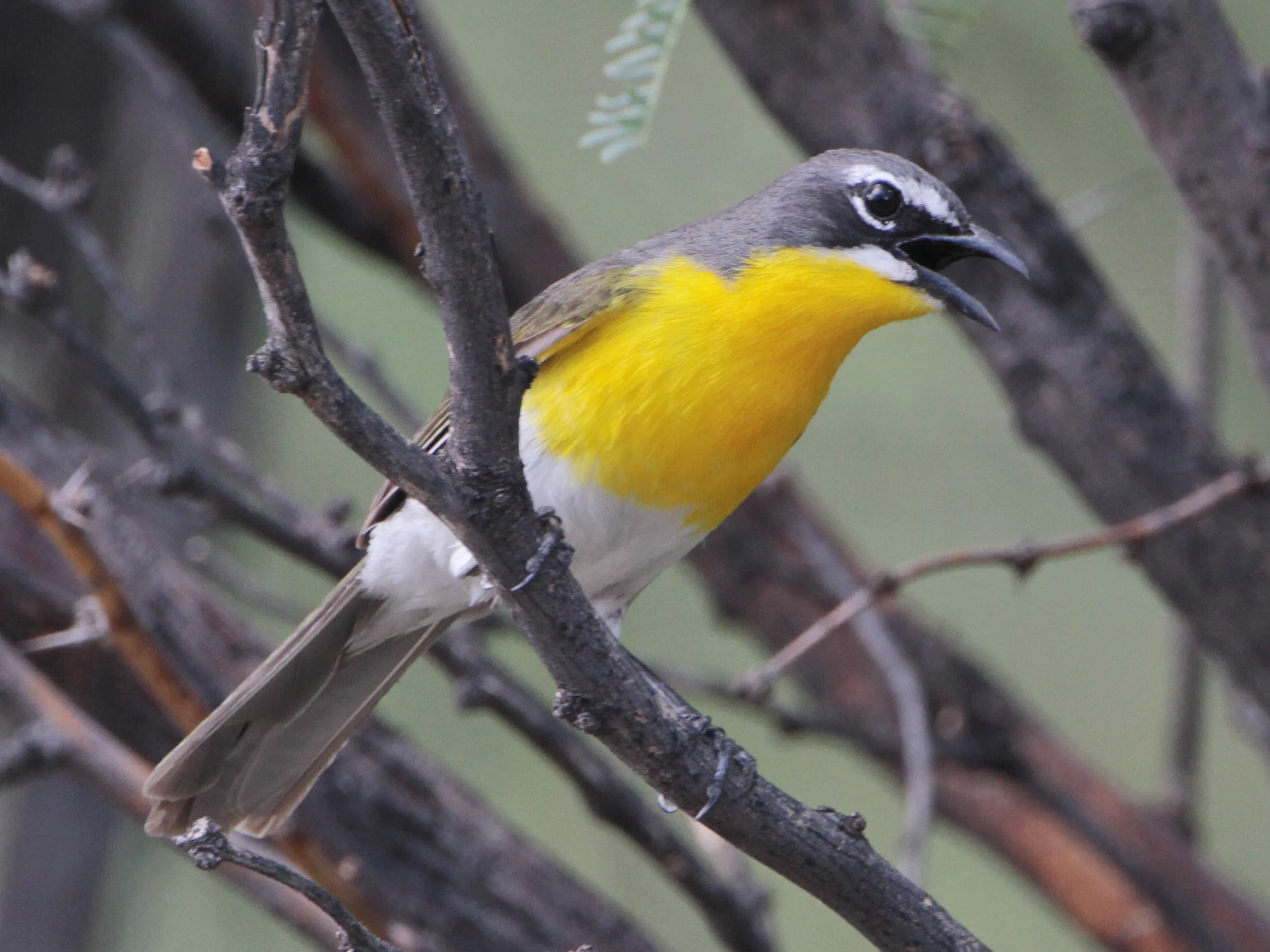 Yellow-breasted Chat. Photo by Larry Thompson.