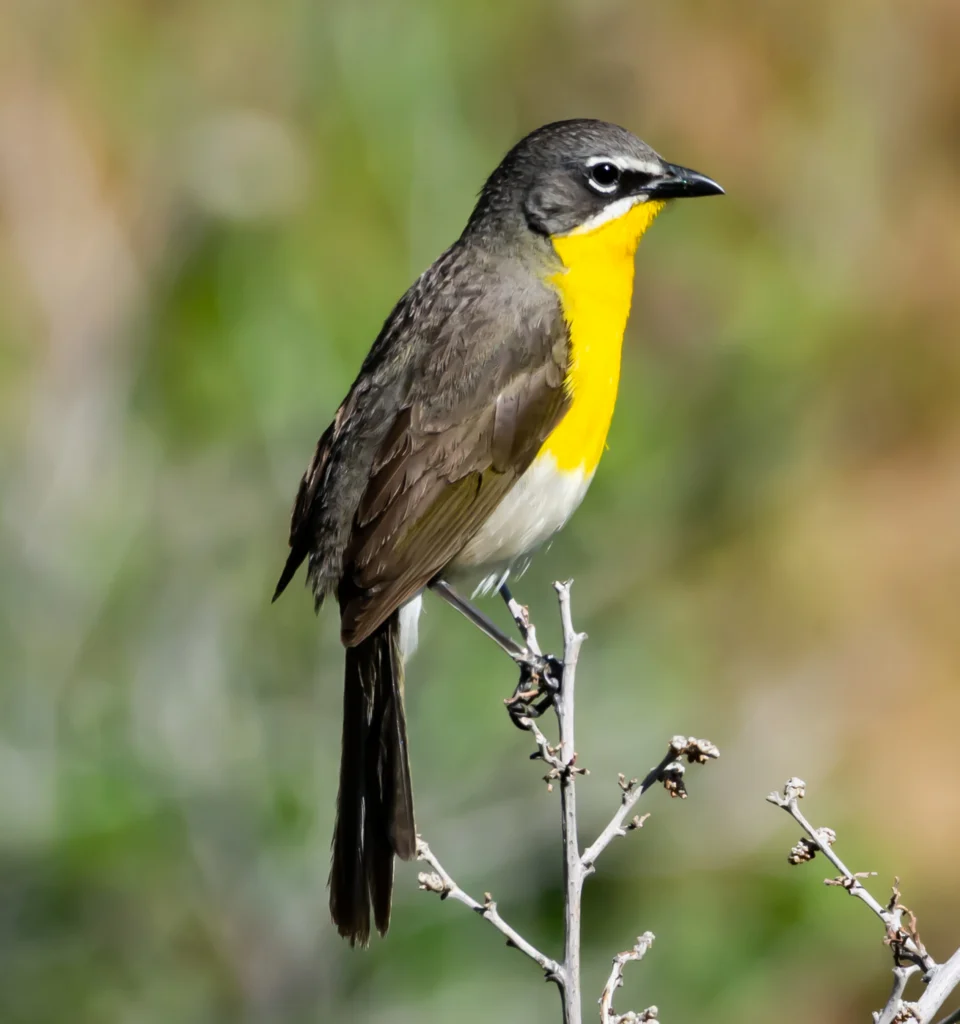 Yellow-breasted Chat. Photo by © Shawn Mason, Dreamstime.com.
