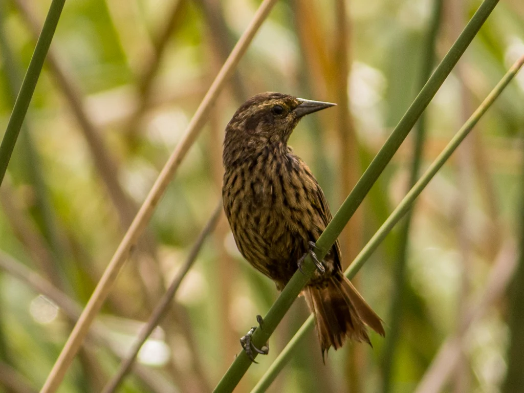 Yellow-winged Blackbird female by Fernando Jacobs, Cornell Lab of Ornithology | Macaulay Library