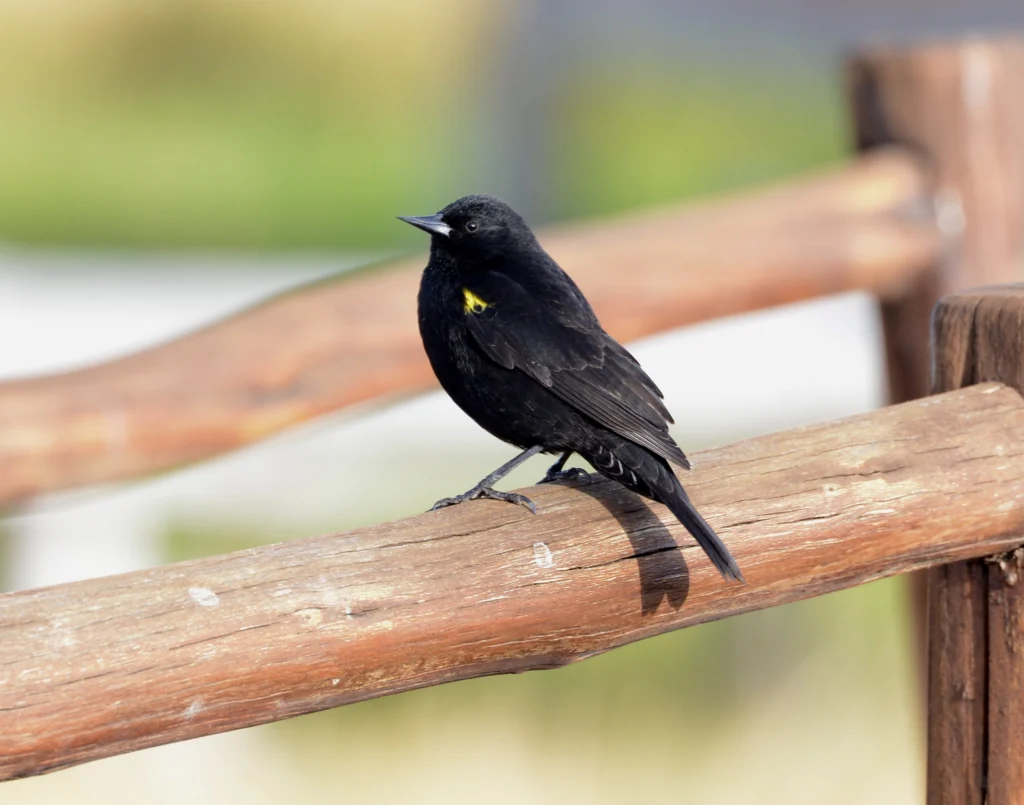 Yellow-winged Blackbird by Neil Wingert, Cornell Lab of Ornithology | Macaulay Library