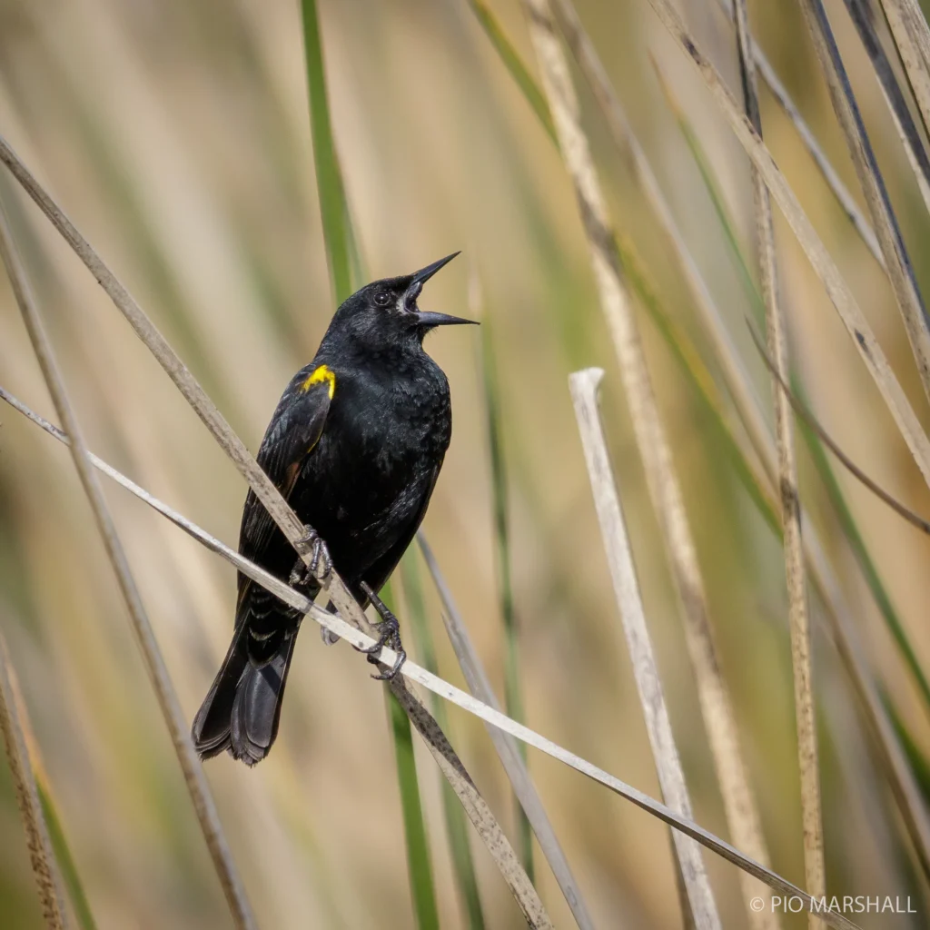 Yellow-winged Blackbird by Pio Marshall, Cornell Lab of Ornithology | Macaulay Library