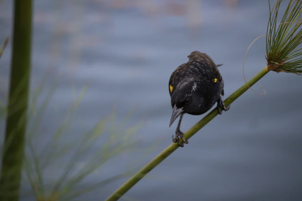 Yellow-winged Blackbird by Karen Lorca, Shutterstock.