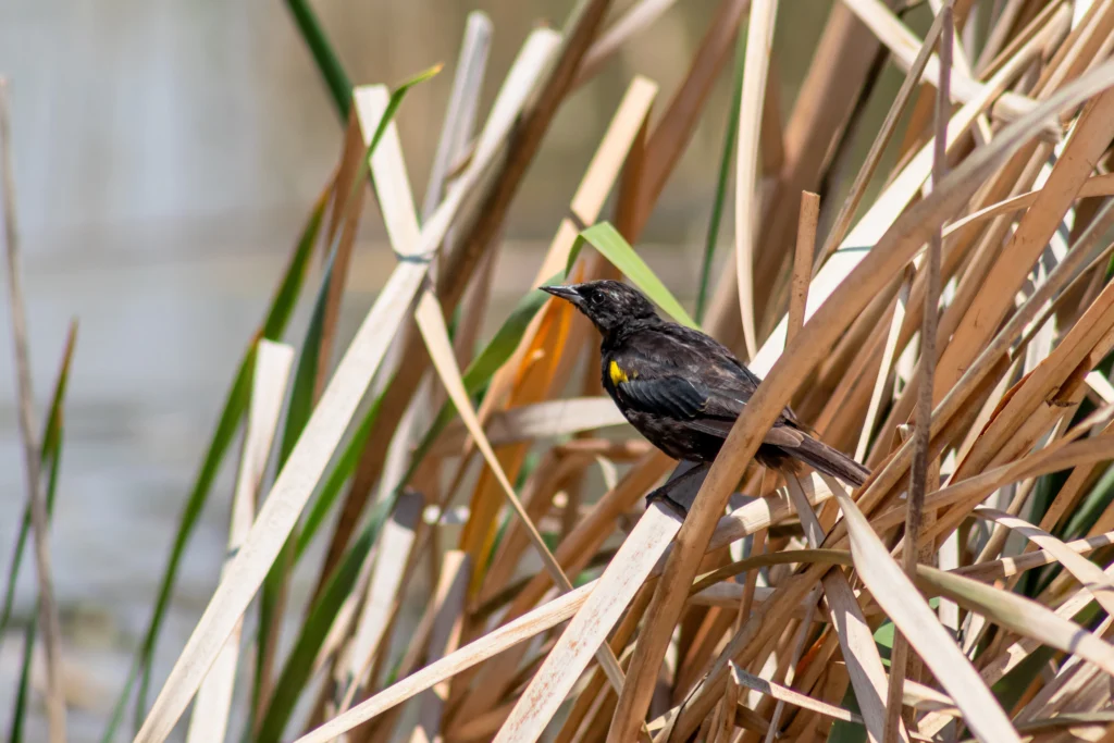 Yellow-winged Blackbird by RevFotografias, Shutterstock.