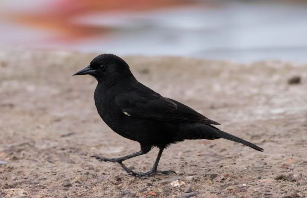 Yellow-winged Blackbird by Craig Evans, Cornell Lab of Ornithology | Macaulay Library