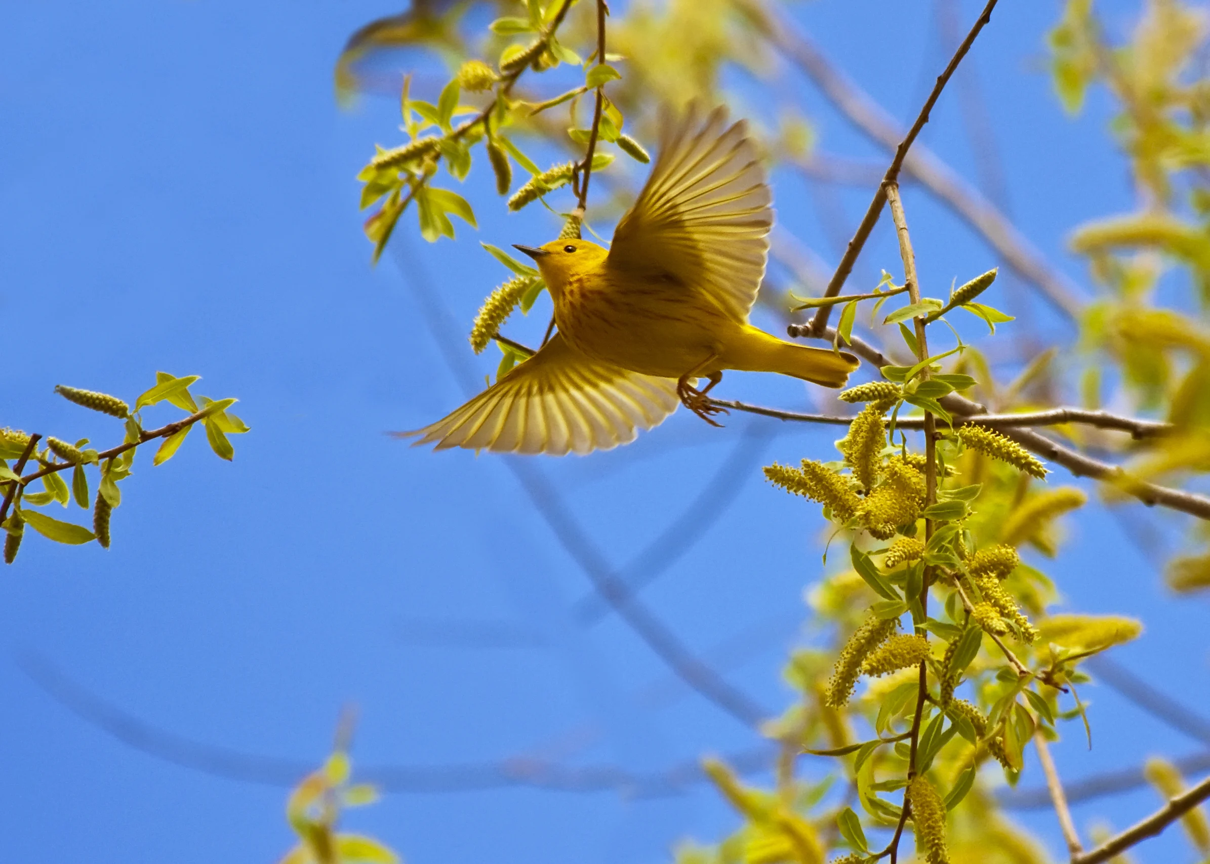 Northern Yellow Warbler. Photo by CosminNahaiciuc, Shutterstock.