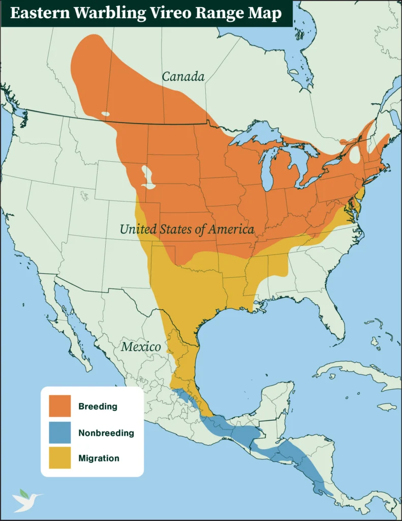Eastern Warbling Vireo range map.
