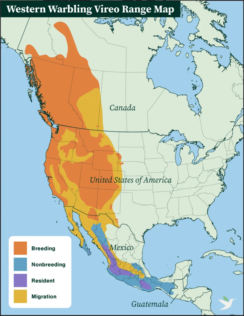 Western Warbling Vireo range map.