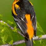 Baltimore Oriole male. Photo by Agami Photo Agency, Shutterstock.