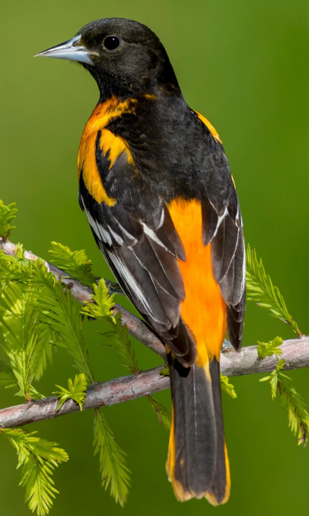 Baltimore Oriole male. Photo by Agami Photo Agency, Shutterstock.