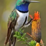 Blue-throated Hillstar. Photo by Roger Ahlman.