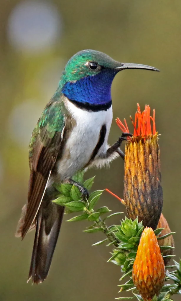 Blue-throated Hillstar. Photo by Roger Ahlman.