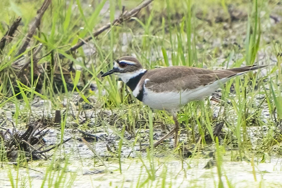 Killdeer. Photo by Larry Master, masterimages.org