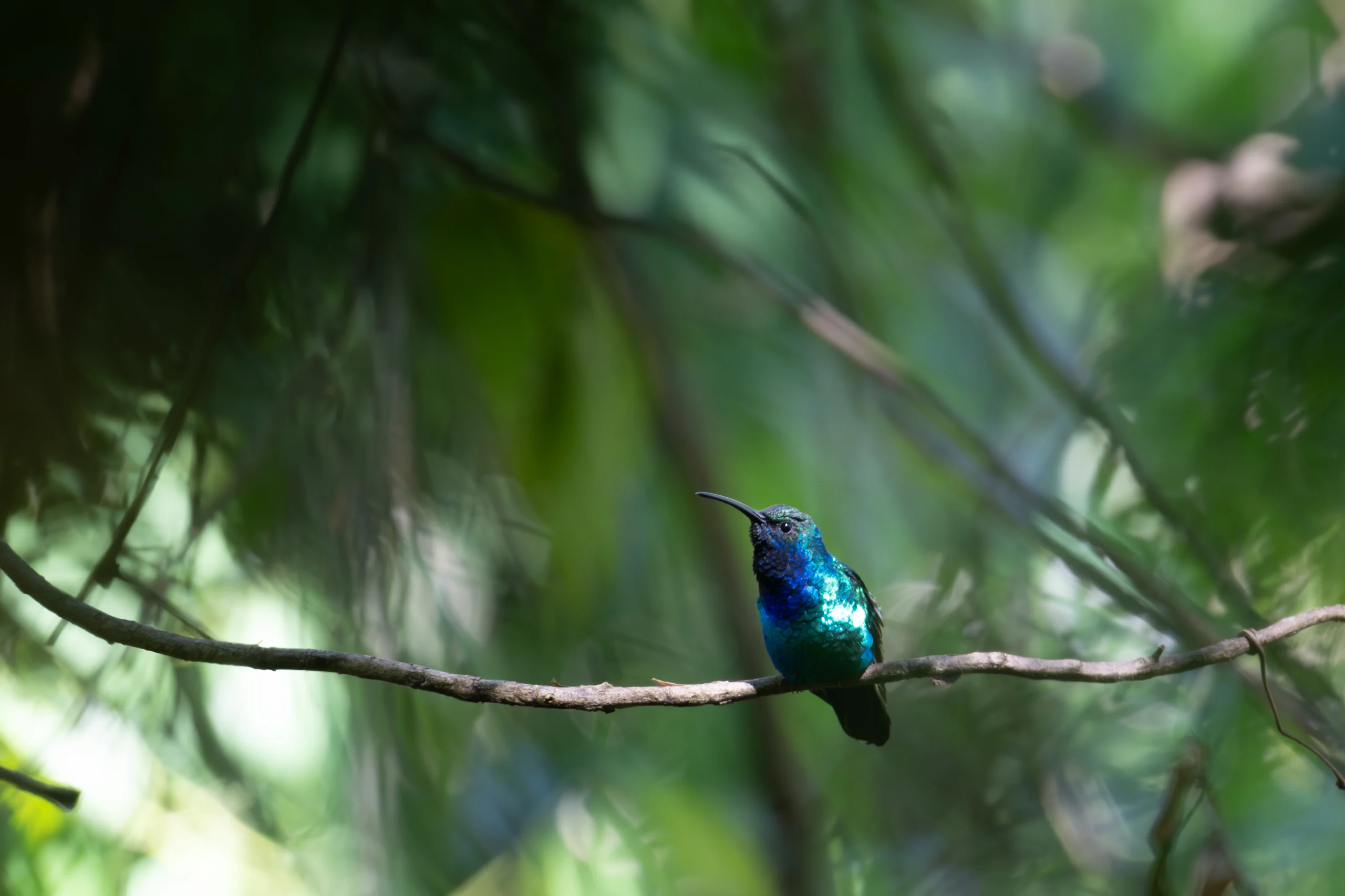 Santa Marta Sabrewing. Photo by John C Mittermeier.