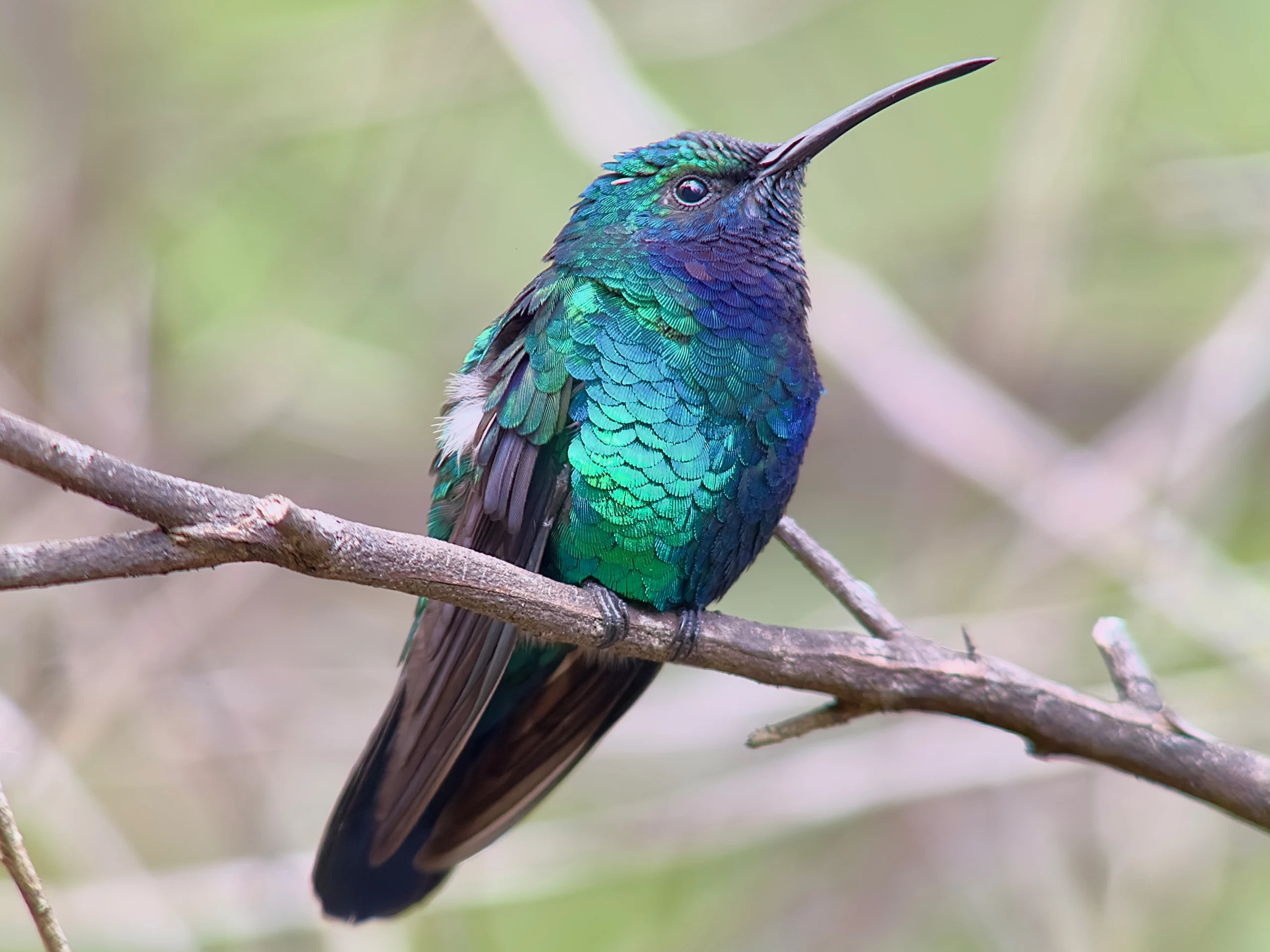 Santa Marta Sabrewing. Photo by Carole Turek.
