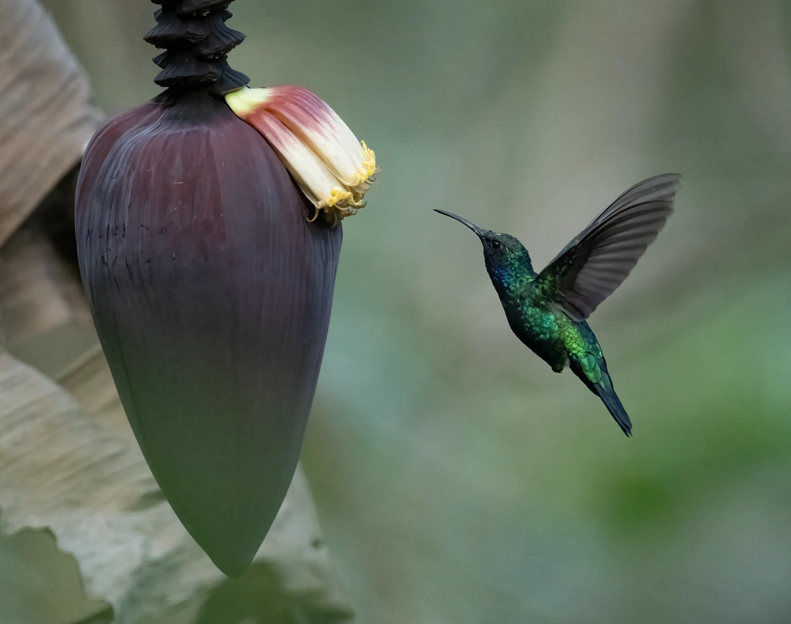 Santa Marta Sabrewing feeding. Photo by Carole Turek.