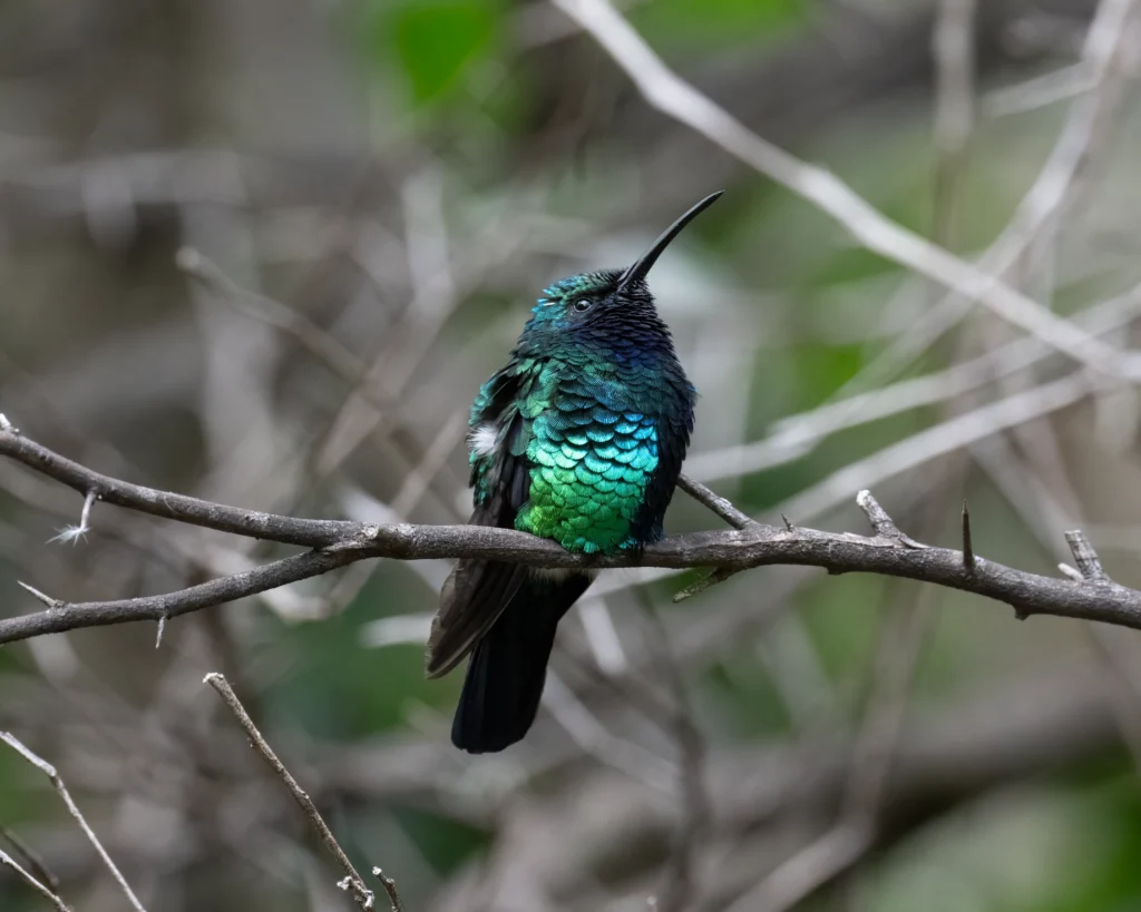 Santa Marta Sabrewing perched. Photo by Carole Turek.
