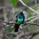 Santa Marta Sabrewing perched. Photo by Carole Turek.