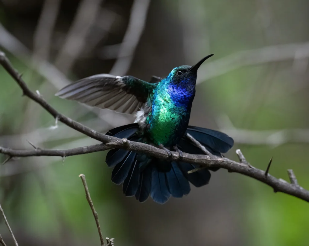 Santa Marta Sabrewing with wings up. Photo by Carole Turek.