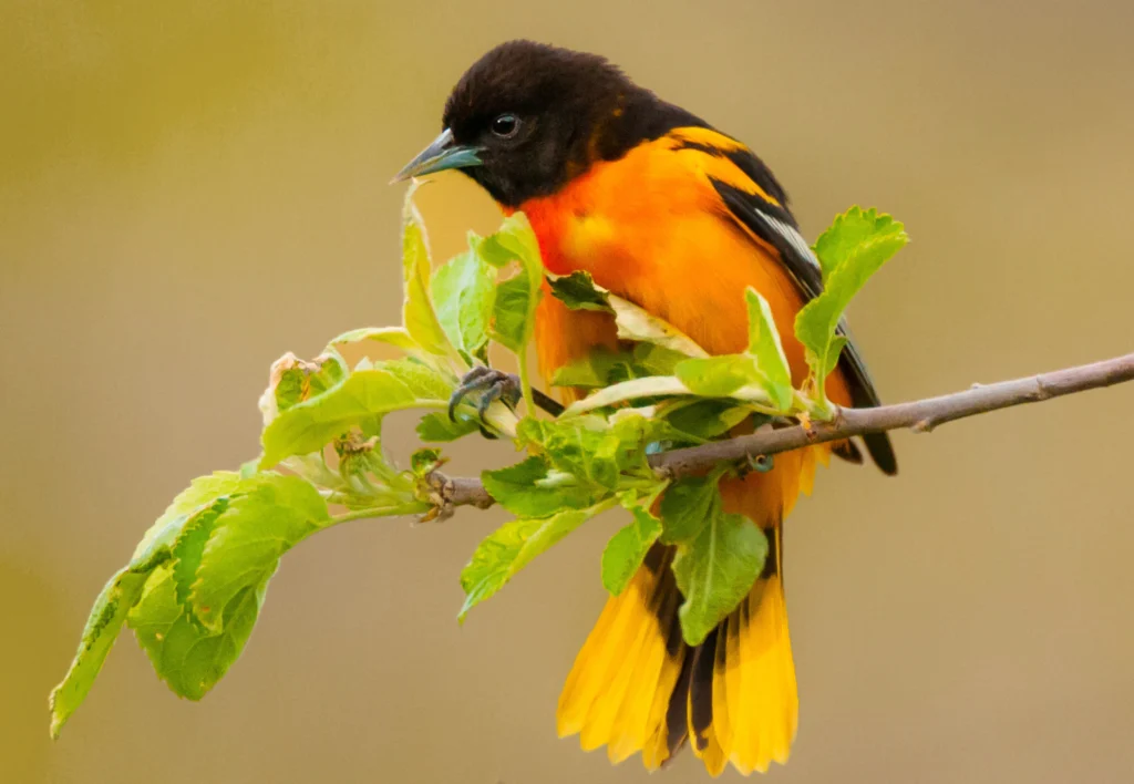 Baltimore Oriole male. Photo by Heather L. Hubbard, Shutterstock.