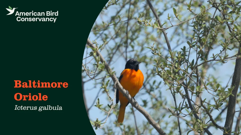 Baltimore Oriole YouTube Thumbnail