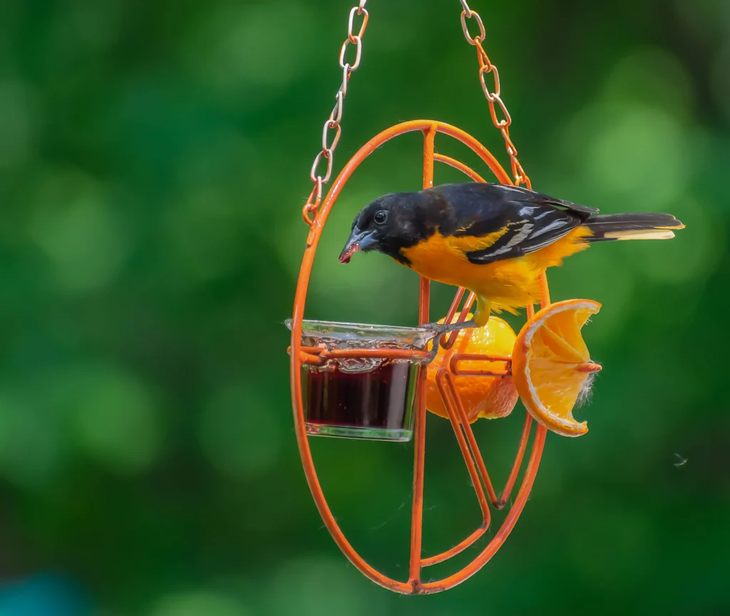 Baltimore Oriole male at feeder. Photo by PeggyReillyPhotos, Shutterstock.