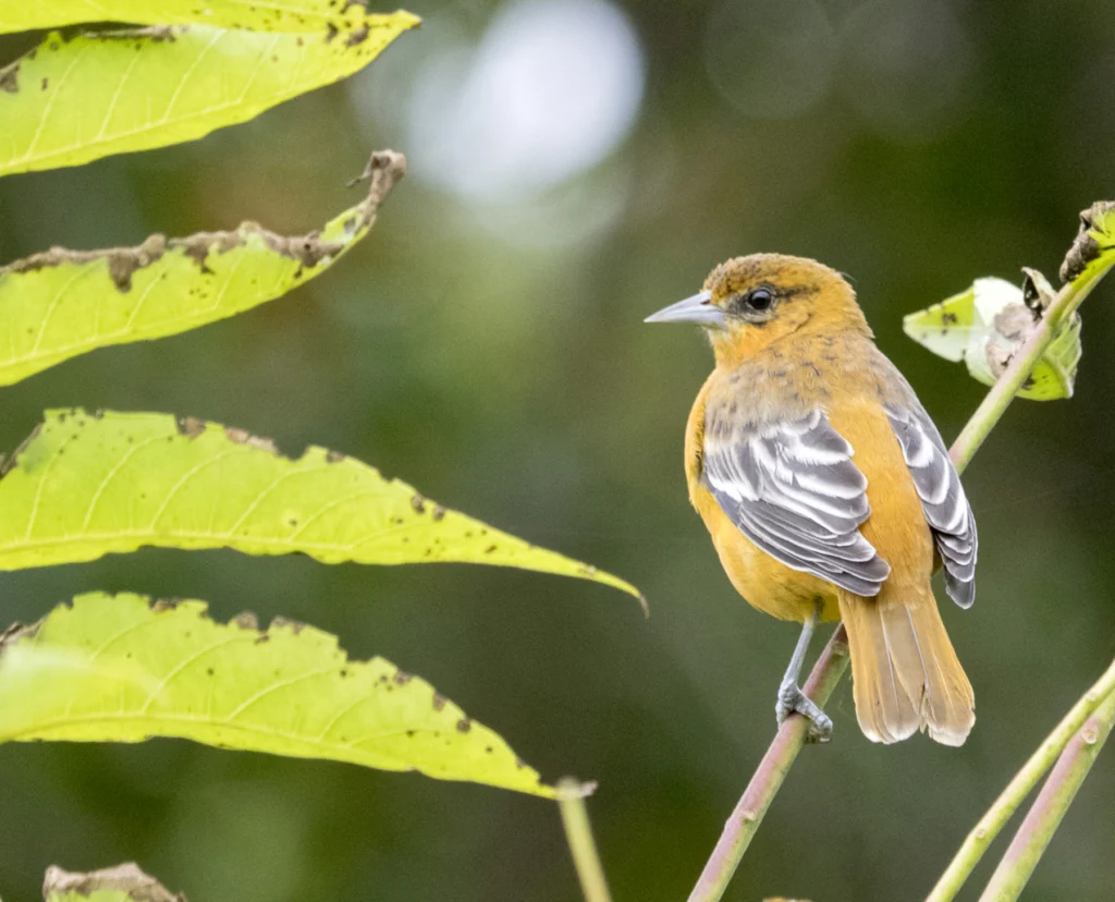 Baltimore Oriole female. Photo by Andrew Weitzel.