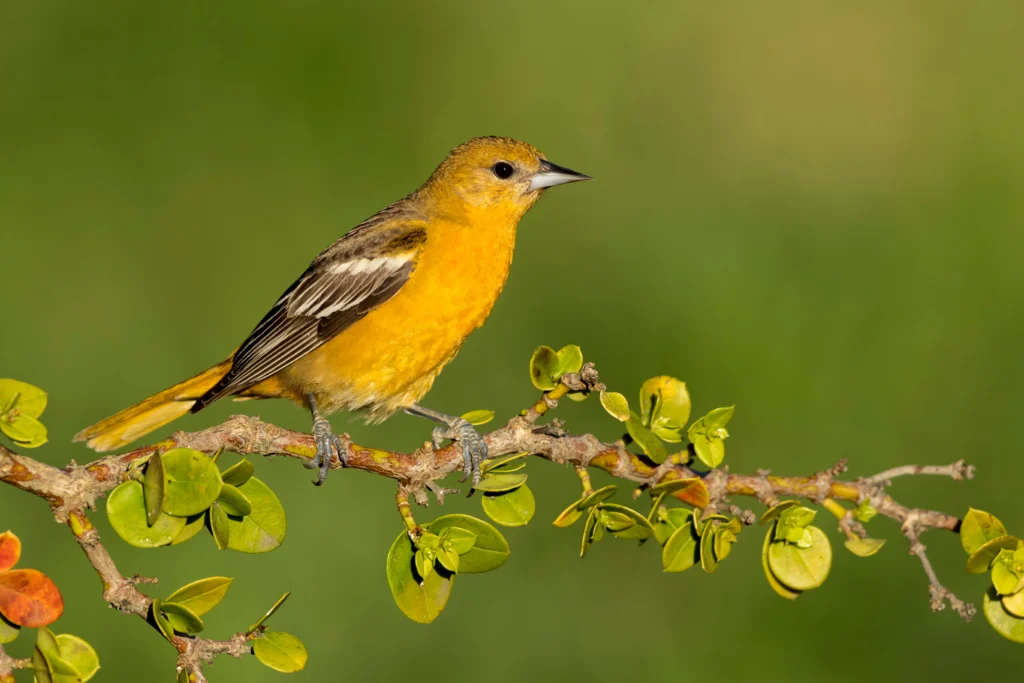 Baltimore Oriole female. Photo by Agami Photo Agency, Shutterstock.