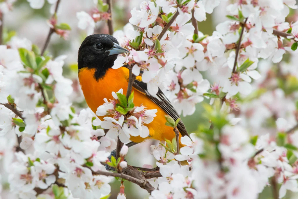 Baltimore Oriole male in blooming cherry tree. Photo by Paul Reeves Photography, Shutterstock.