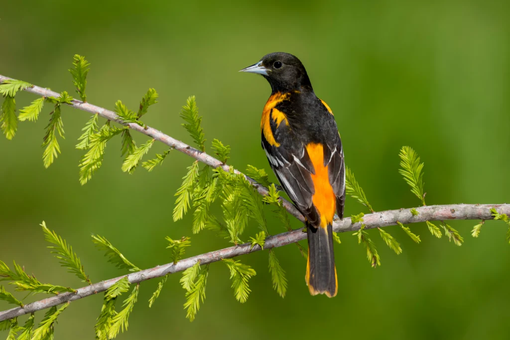 Adult male Baltimore Oriole (Icterus galbula) during spring migration at Galveston County, Texas, United States. Perched on a branch.