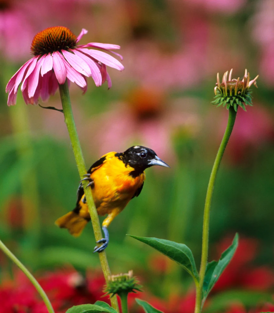 Baltimore Oriole male on coneflower. Photo by Danita Delmont, Shutterstock.