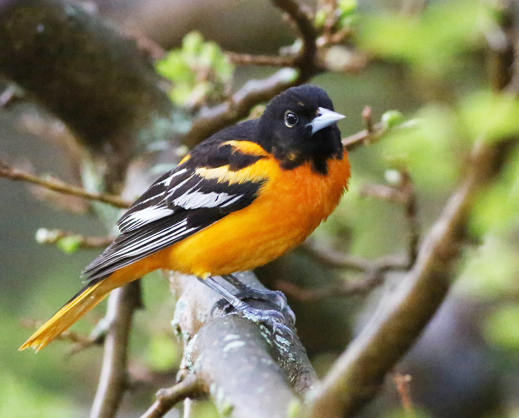 Baltimore Oriole male. Photo by Michael J. Parr.