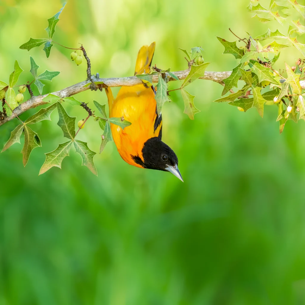 Baltimore Oriole male. Photo by Vineeth Radhakrishnan, Shutterstock.