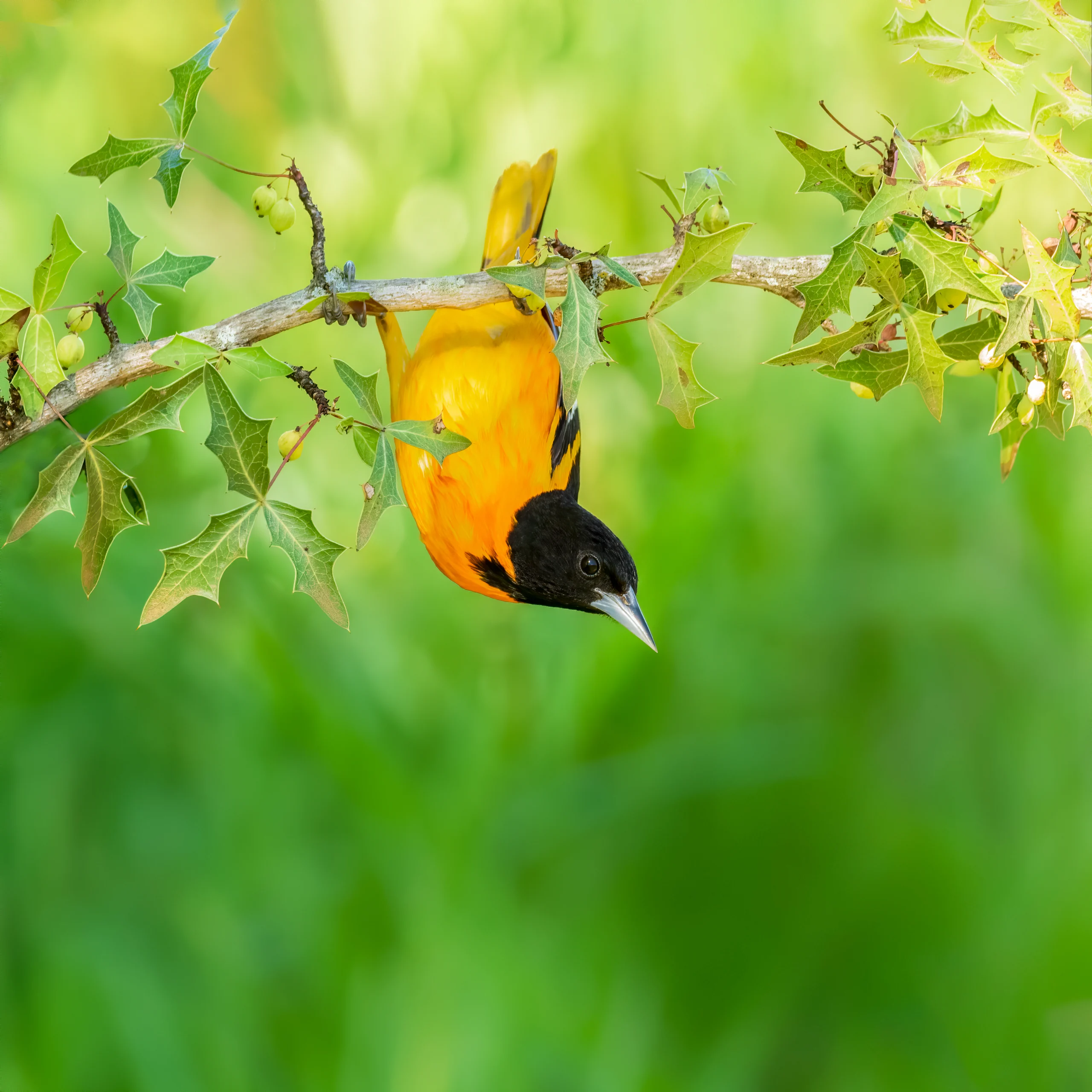 Baltimore Oriole male. Photo by Vineeth Radhakrishnan, Shutterstock.