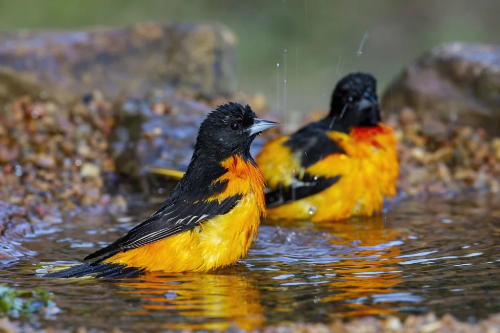 Baltimore Oriole males bathing. Photo by Larry Master, masterimages.org.