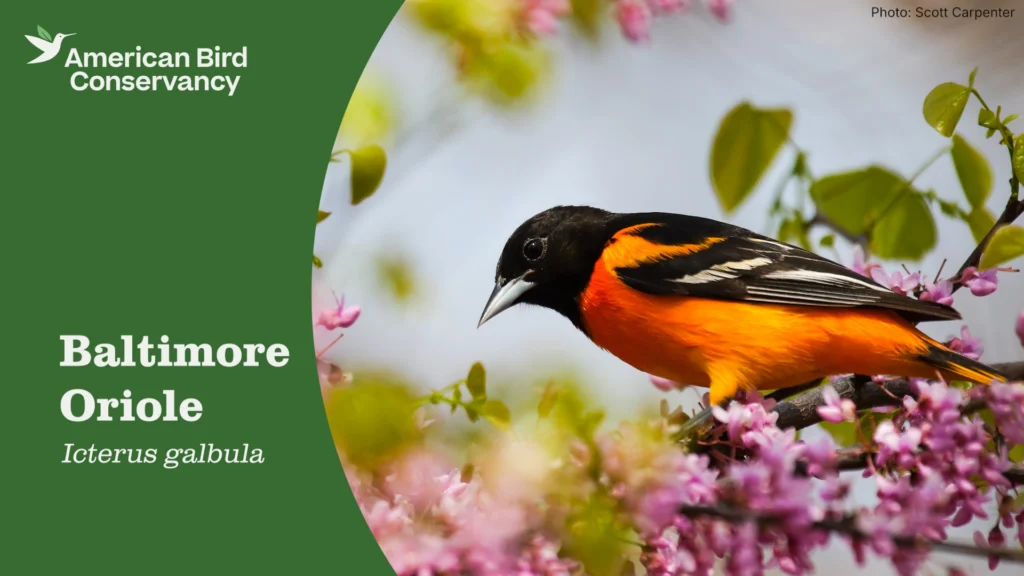 Baltimore Oriole Temp YT Thumb